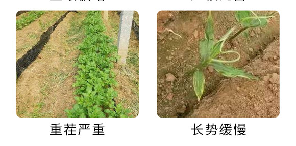 生根菌肥-優(yōu)果良蔬-德諾恩