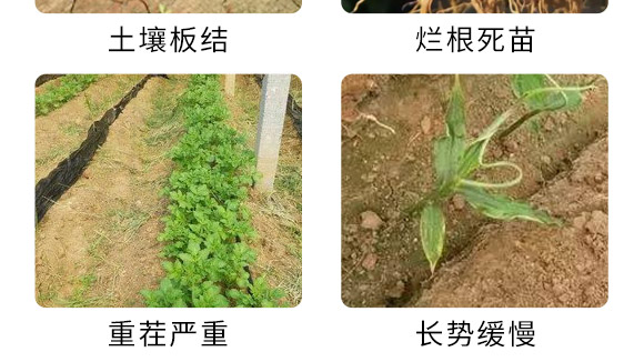 碳基微生物菌肥-優(yōu)果良蔬-德諾恩