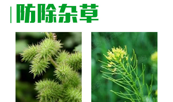 芐嘧·苯噻酰-草拳-長(zhǎng)雙農(nóng)藥