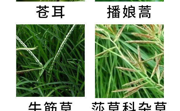 芐嘧·苯噻酰-草拳-長(zhǎng)雙農(nóng)藥