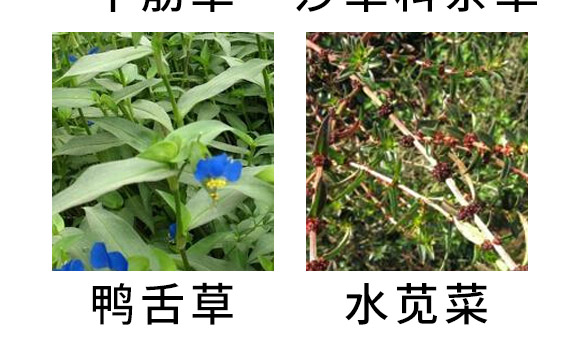 芐嘧·苯噻酰-草拳-長(zhǎng)雙農(nóng)藥