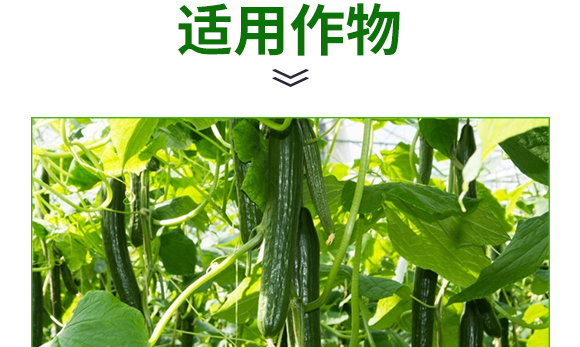 螯合中微量微生物菌劑-碳戀-廣宇通