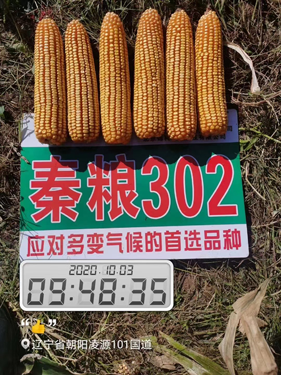 秦糧302-玉米種子-中農(nóng)金科