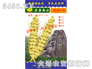 五岳-濰麥8號(hào)（濰62036）