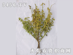 大正-菏豆14號(hào)