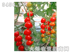 稼穡-紅運(yùn)4號(hào)