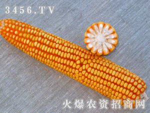 三禾CN3429