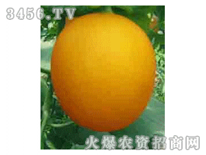 太陽(yáng)-紅寶