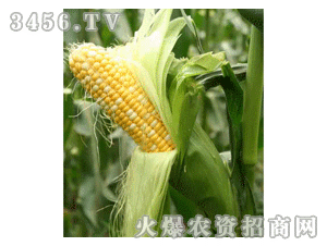 綠色科技-V53