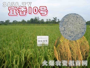 宜香10號(hào)