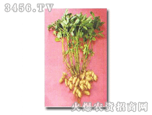 錦花5號(hào)