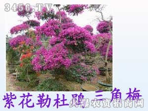 鎮(zhèn)輝紫花勒杜鵑(三角梅)