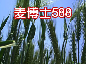 麥博士588