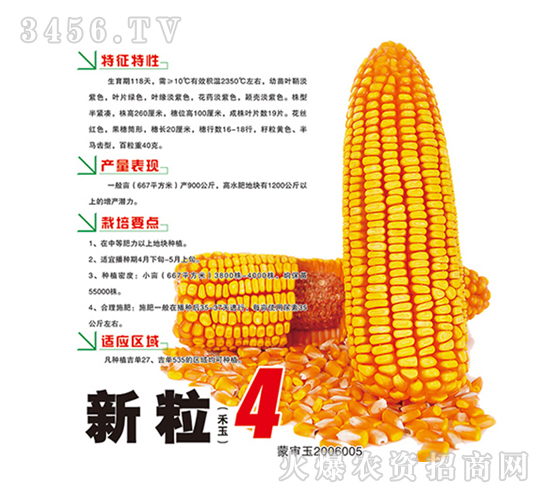 新粒4-玉米種子-鴻博種業(yè)