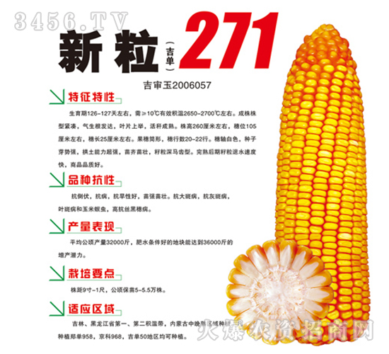 新粒271-玉米種子-鴻博種業(yè)