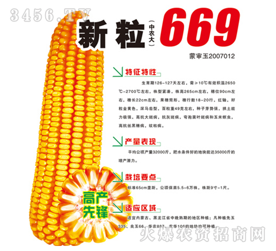 新粒669-玉米種子-鴻博種業(yè)