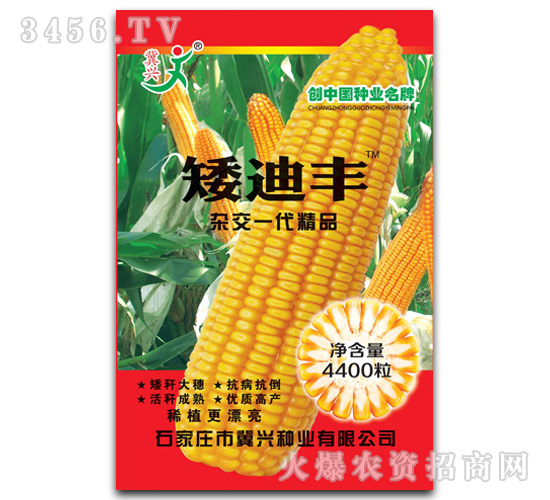 矮迪豐（玉米雜交種子）-冀興種業(yè)