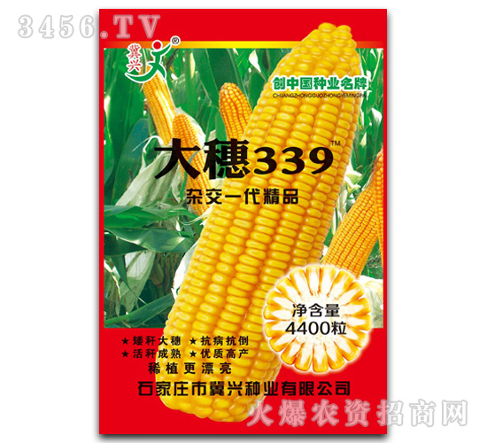 大穗339（玉米雜交種子）-冀興種業(yè)