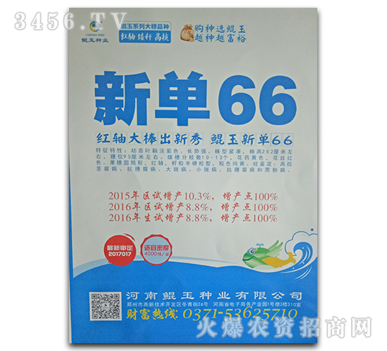 新單66-玉米種子-鯤玉種業(yè)