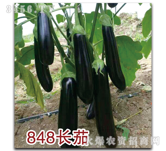 茄子種子-848長茄-瑞恒種業(yè)