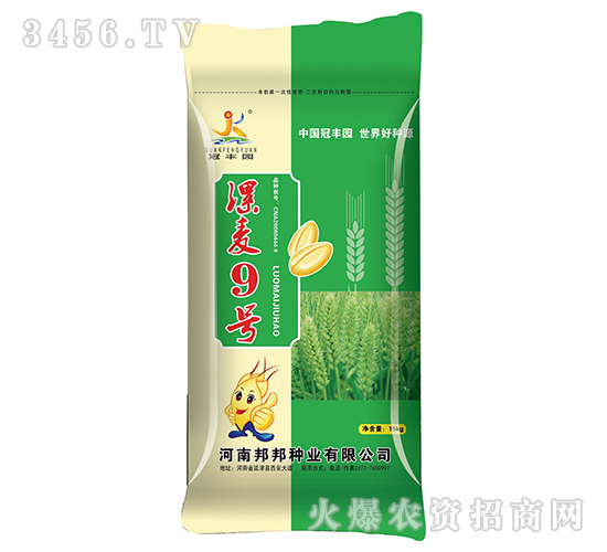 小麥種子-漯麥9號-邦邦種業(yè)