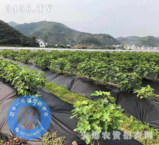 園豐一號(hào)新型防草布案例11