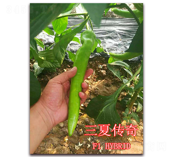 三夏傳奇-辣椒種子-冠盛農(nóng)業(yè)