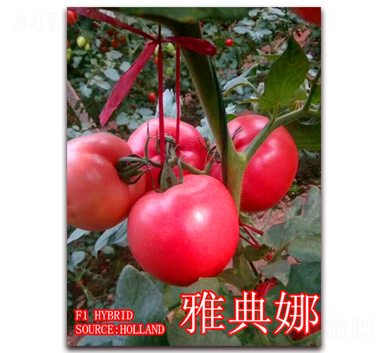 雅典娜-番茄種子-冠盛農(nóng)業(yè)