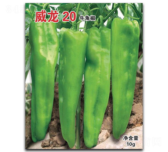 威龍20-牛角椒種子-華蔬種業(yè)