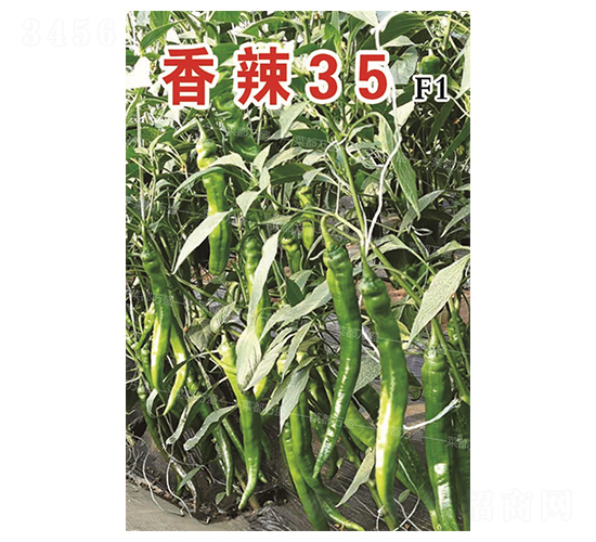 香辣35-辣椒種子-菜都萬盛