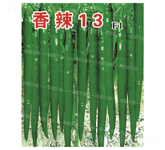 香辣13-辣椒種子-菜都萬(wàn)盛