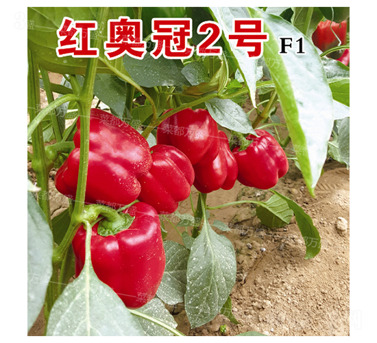 紅奧冠2號(hào)-辣椒種子-菜都萬(wàn)盛