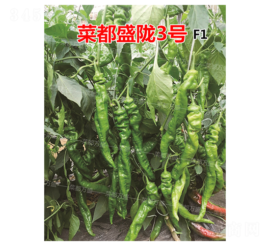 菜都盛隴3號(hào)-辣椒種子-菜都萬(wàn)盛