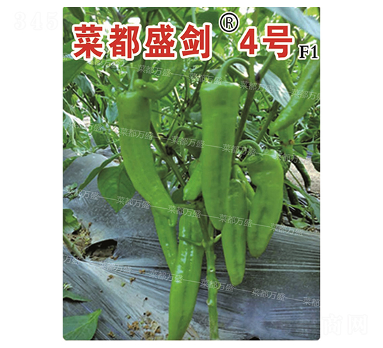 菜都盛劍4號-辣椒種子-菜都萬盛