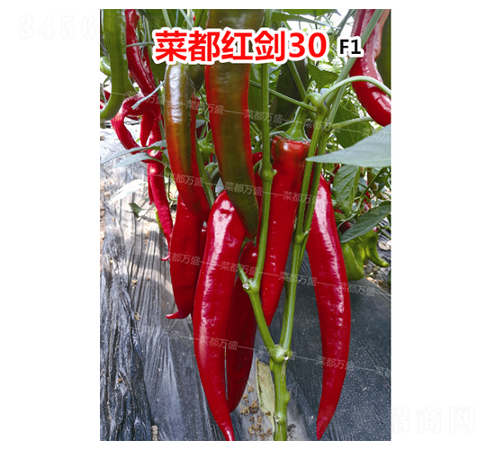 菜都紅劍30-辣椒種子-菜都萬盛