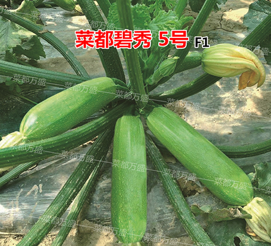 菜都碧秀5號-西葫蘆種子-菜都萬盛