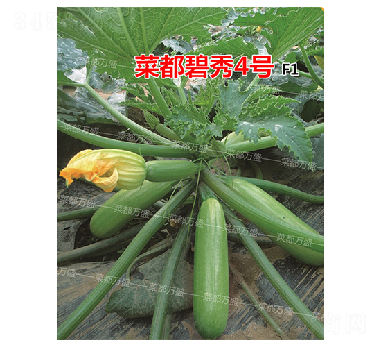 菜都碧秀4號-西葫蘆種子-菜都萬盛