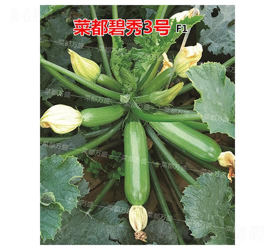 菜都碧秀3號(hào)-西葫蘆種子-菜都萬盛