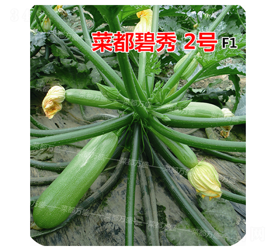 菜都碧秀2號-西葫蘆種子-菜都萬盛