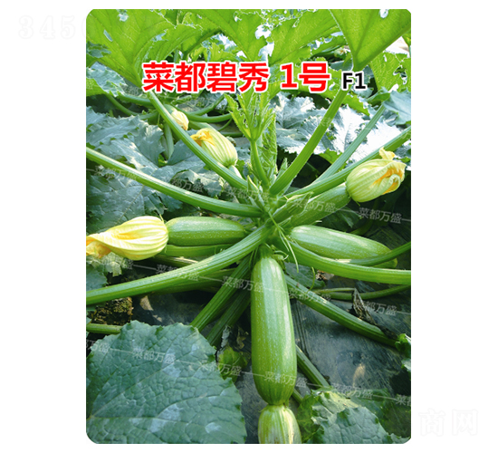 菜都碧秀1號(hào)-西葫蘆種子-菜都萬盛