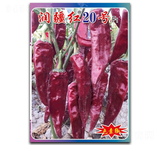 潤疆紅20號-辣椒種子-鎮(zhèn)研種業(yè)