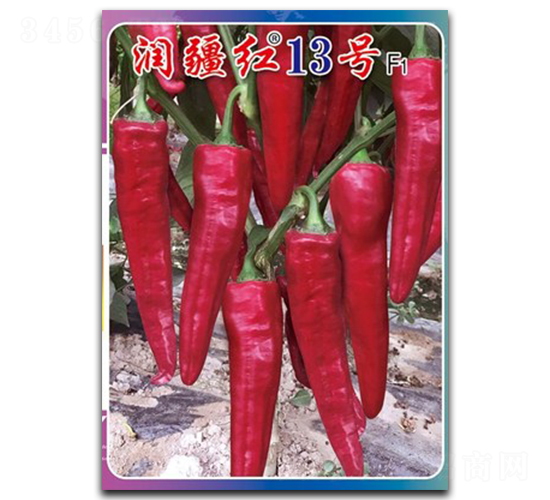 潤疆紅13號-辣椒種子-鎮(zhèn)研種業(yè)