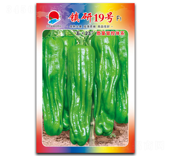 鎮(zhèn)研19號-泡椒種子-鎮(zhèn)研種業(yè)