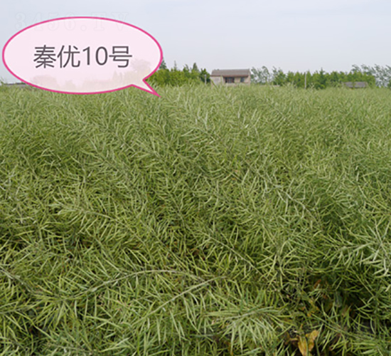 秦優(yōu)10號-油菜種子-中禾種業(yè)