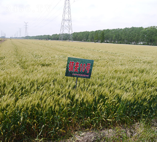 鎮(zhèn)麥10號(hào)-小麥種子-中禾種業(yè)