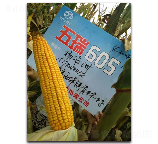 五瑞605-玉米種子-酒玉種業(yè)