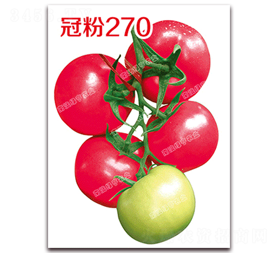 冠粉270-粉果番茄種子-南澳綠亨