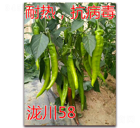 瀧川58-耐熱尖椒種子-億諾農(nóng)業(yè)