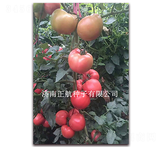 特粉701-粉果番茄種子-正航