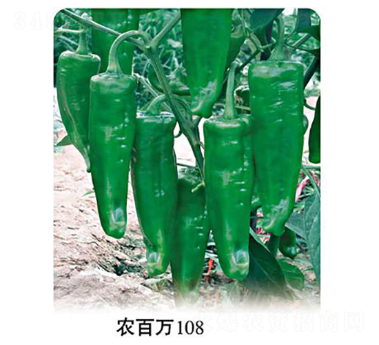 農(nóng)百萬108-泡椒種子-農(nóng)百萬